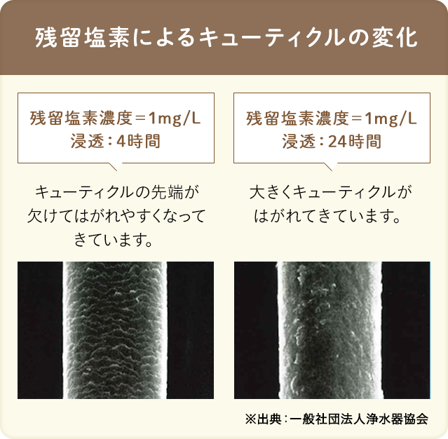 残留塩素によるキューティクルの変化